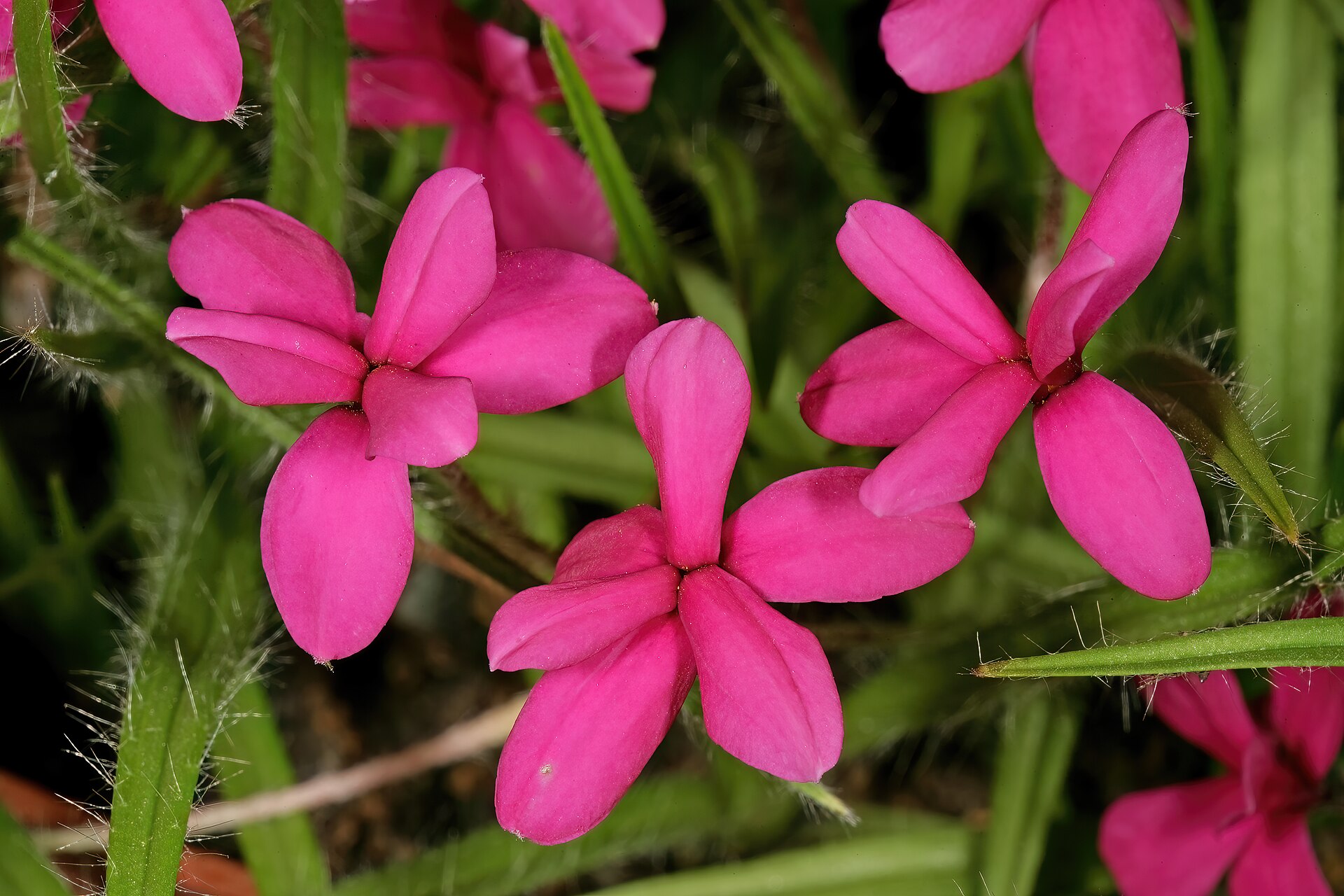 Rodohypoxis burský
