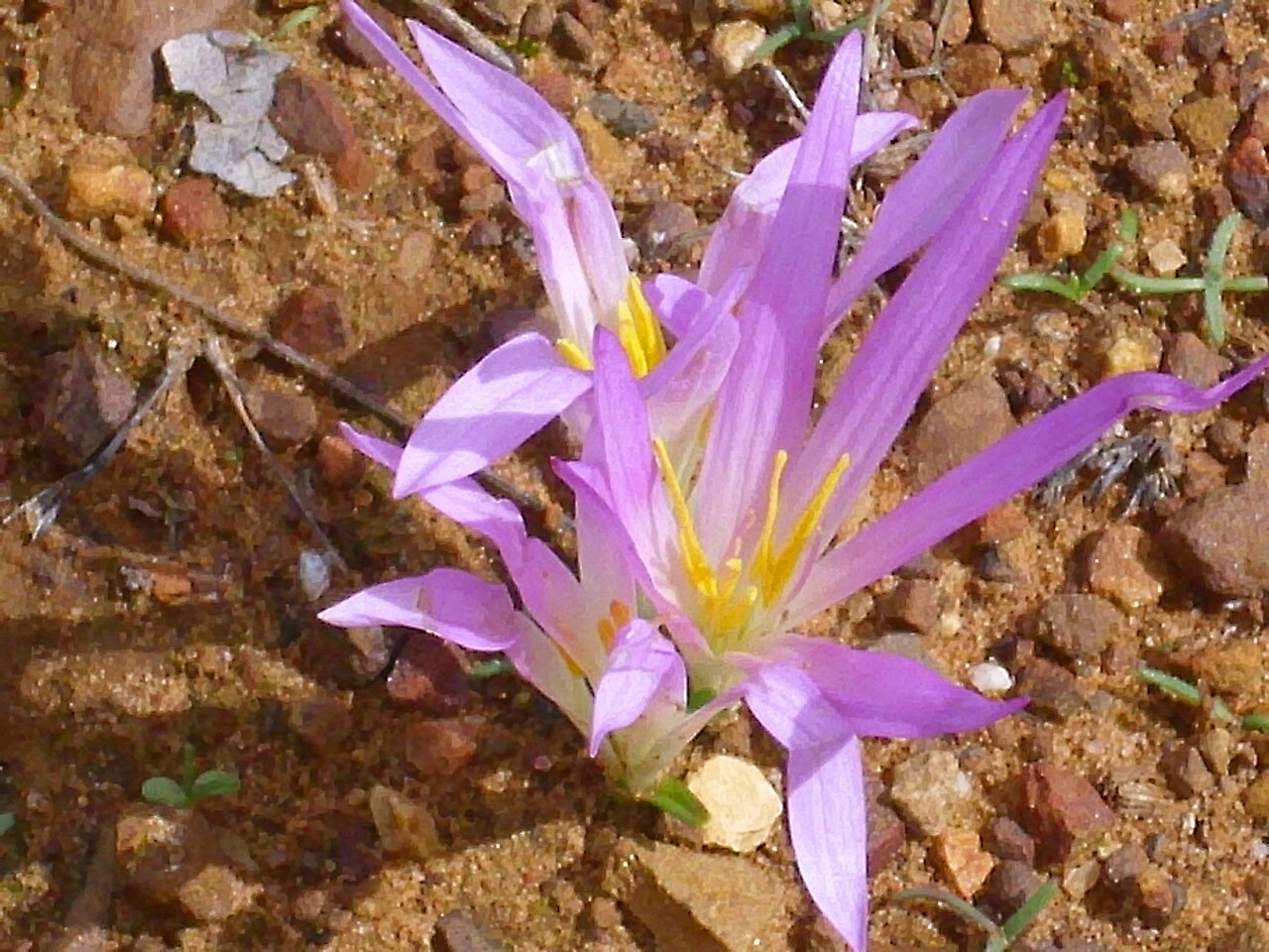 Merendera horská