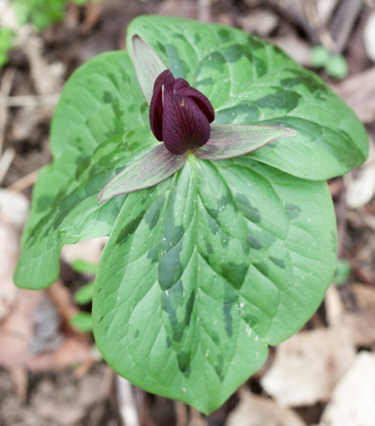 Trillium sessile (Trillium sessile)