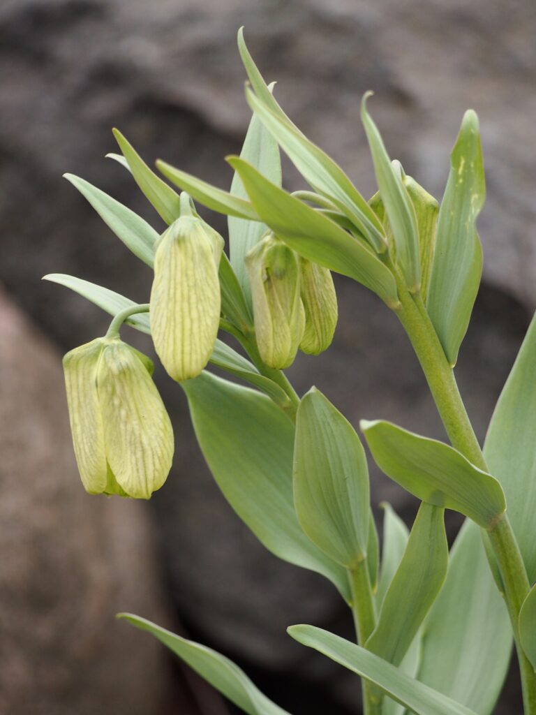 Řebčík bledý (Fritillaria pallidiflora)