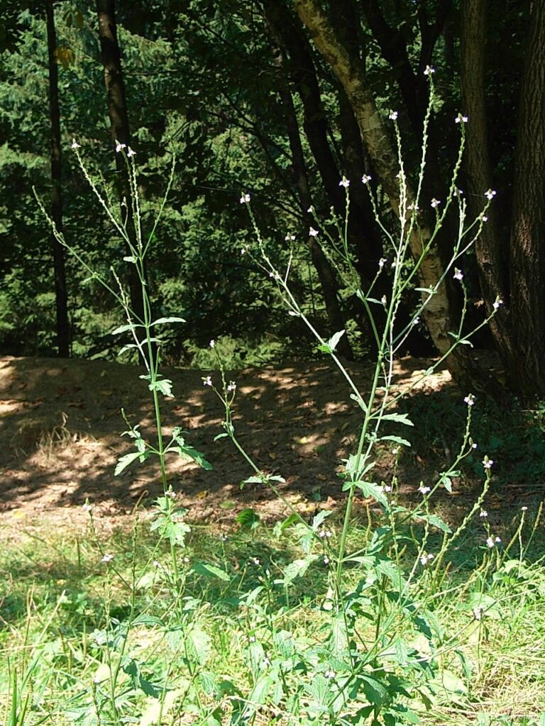 Sporýš lékařský (Verbena officinalis)