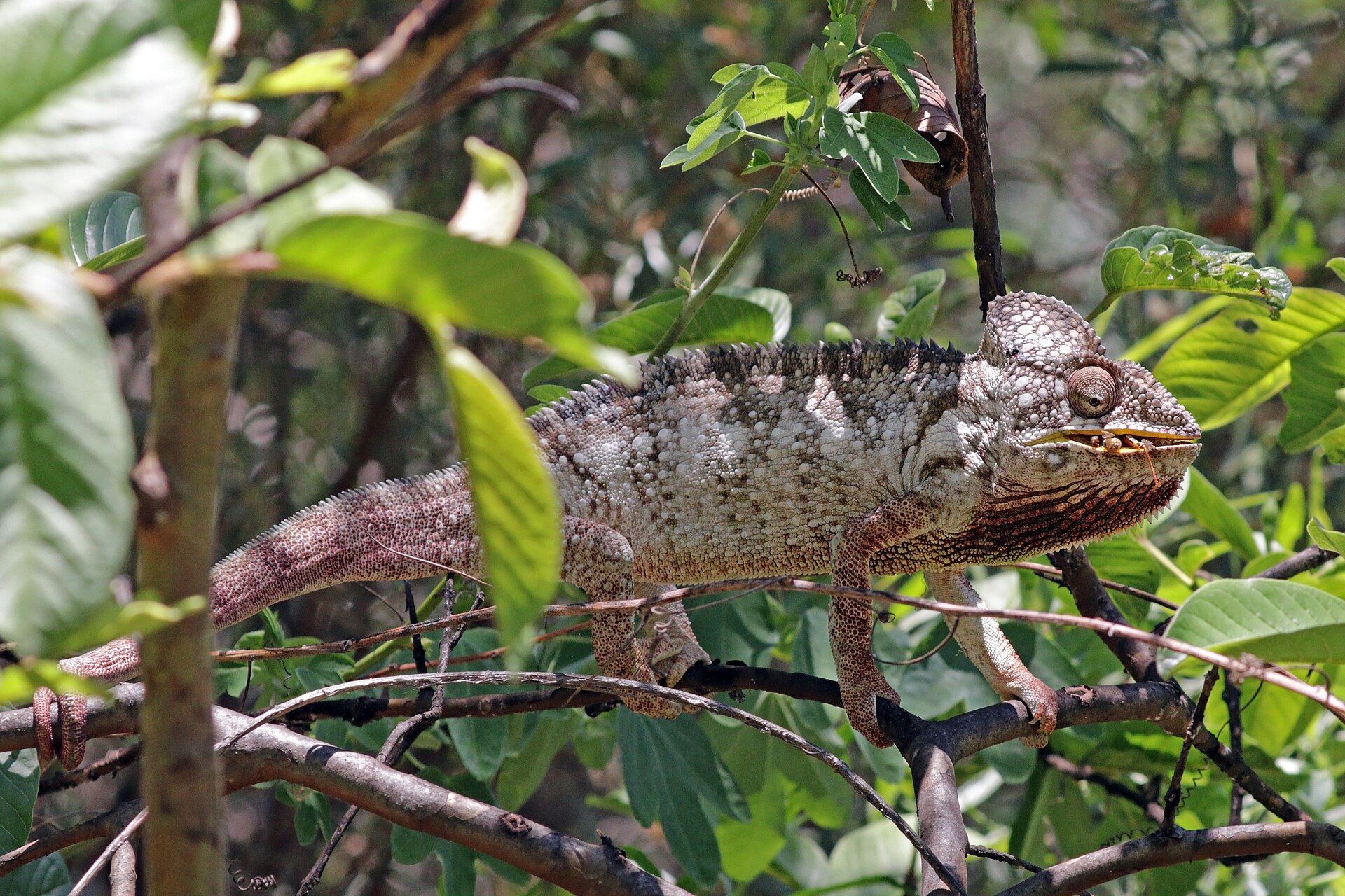 Chameleon obrovský