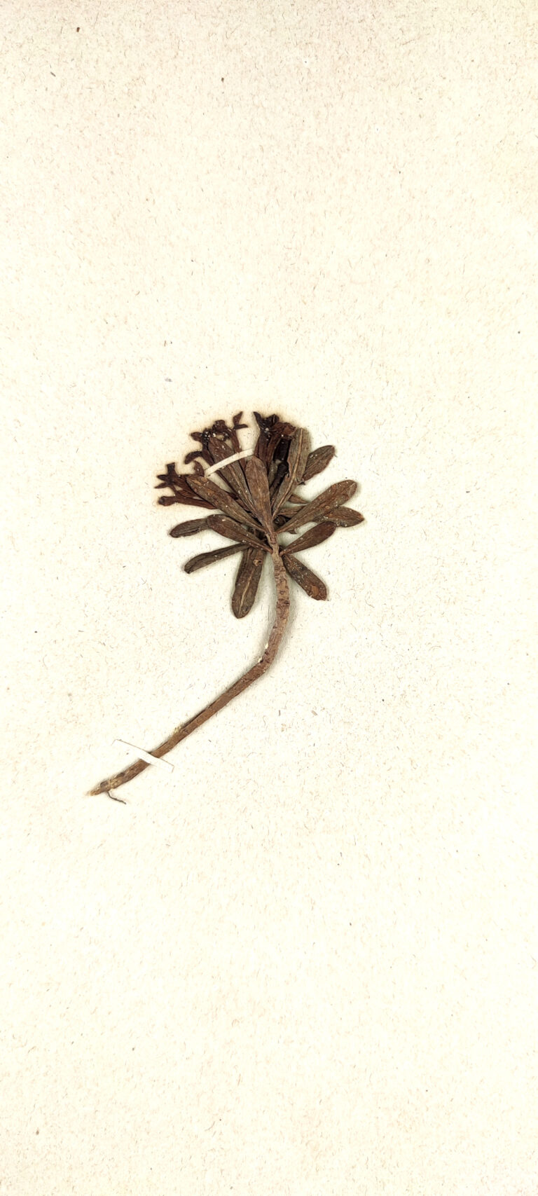 Lýkovec vonný (Daphne cneorum)