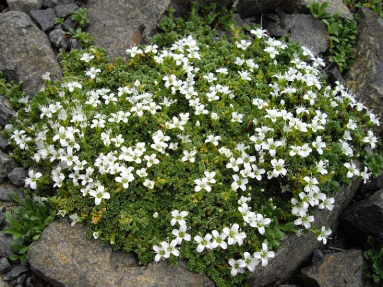 Písečnice čtyřplátečná (Arenaria tetraquetra)