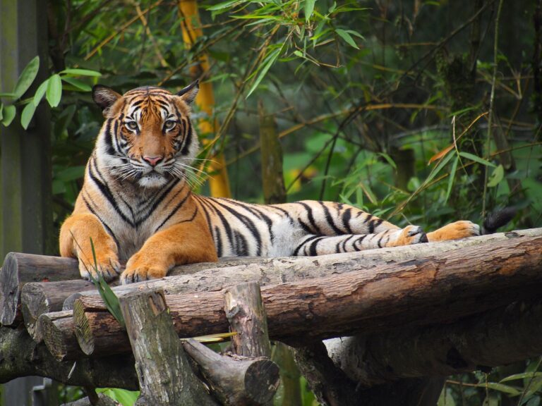 Tygr malajský (Panthera tigris jacksoni)