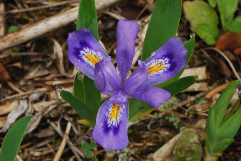 Kosatec jezerní (Iris lacustris)