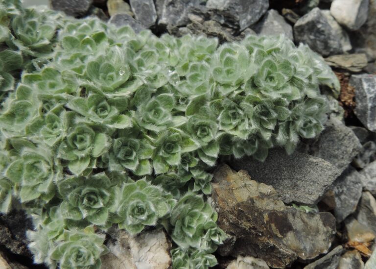Smil milfordský Smil milfordský (Helichrysum milfordiae)