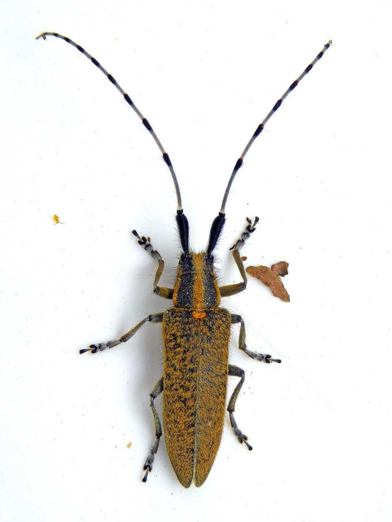 Tesařík úzkoštítý (Agapanthia villosoviridescens)