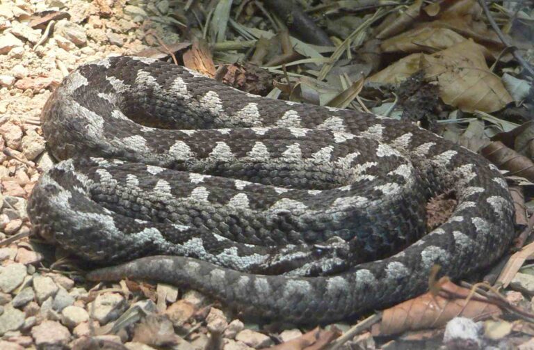 Zmije růžkatá (Vipera ammodytes)