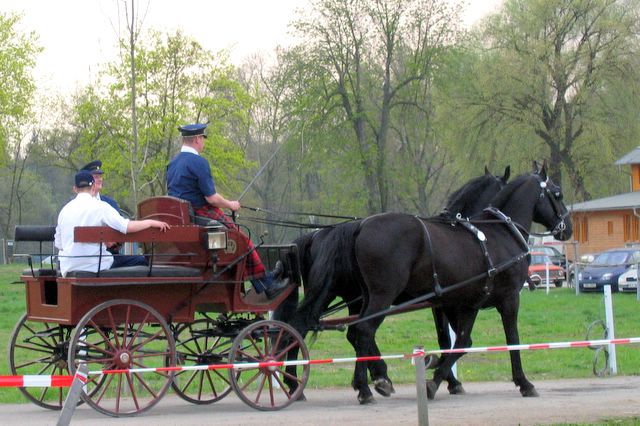 Starokladrubský bělouš