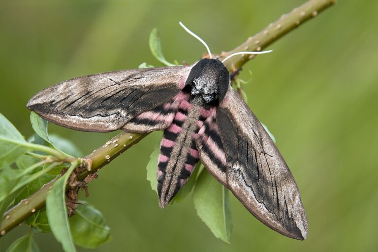 Lišaj šeříkový (Sphinx ligustri)