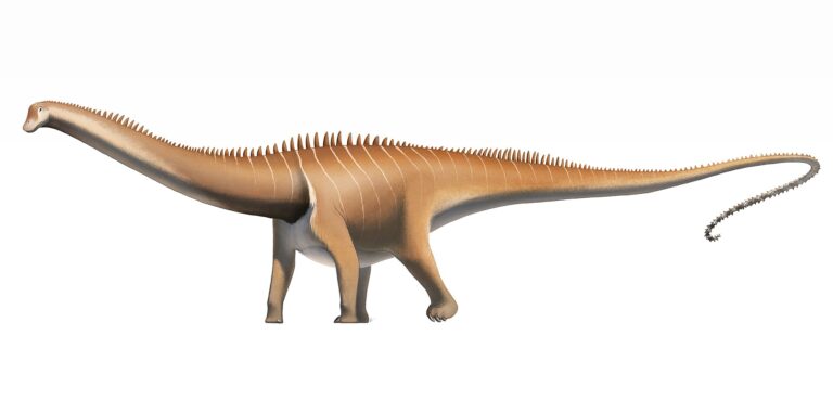 Diplodocus (Diplodocus)