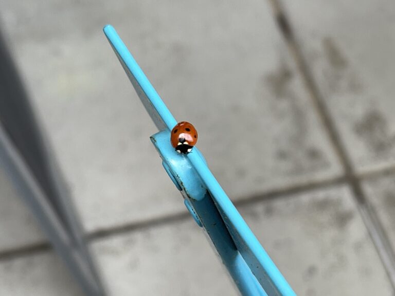 Slunéčko sedmitečné (Coccinella septempunctata)