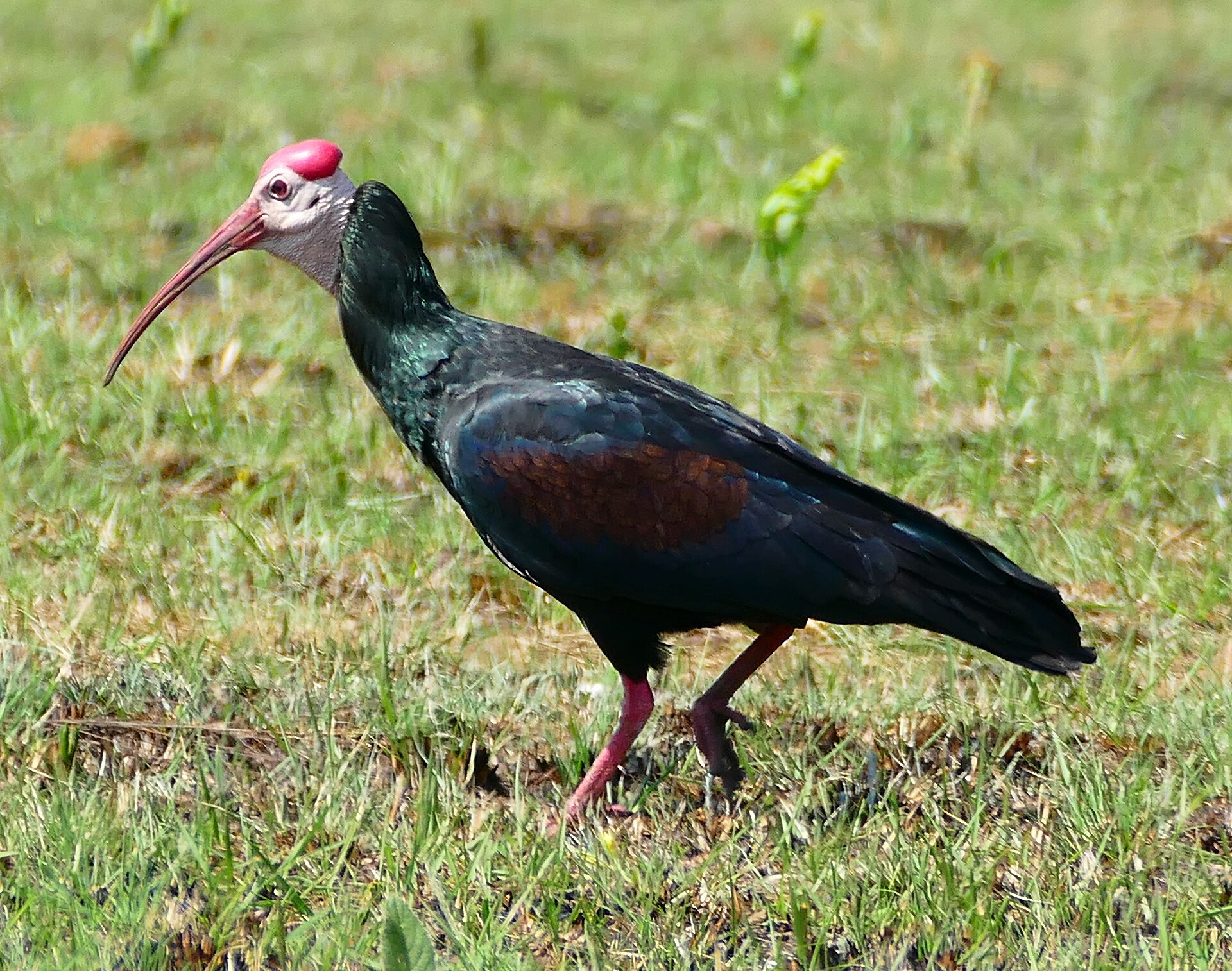 Ibis jihoafrický