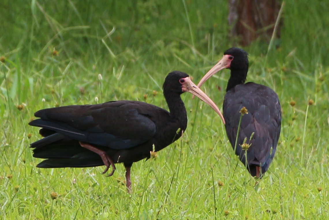 Ibis dlouhoocasý
