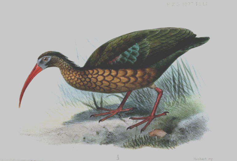 Ibis menší (Bostrychia olivacea)