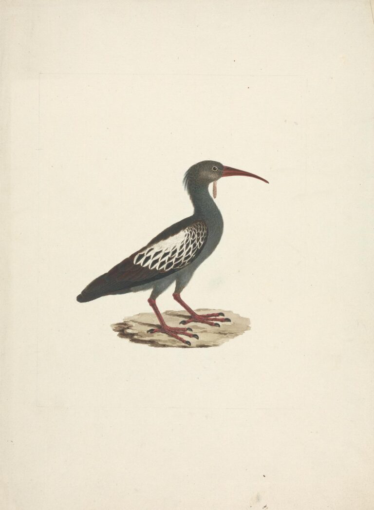 Ibis etiopský (Bostrychia carunculata)