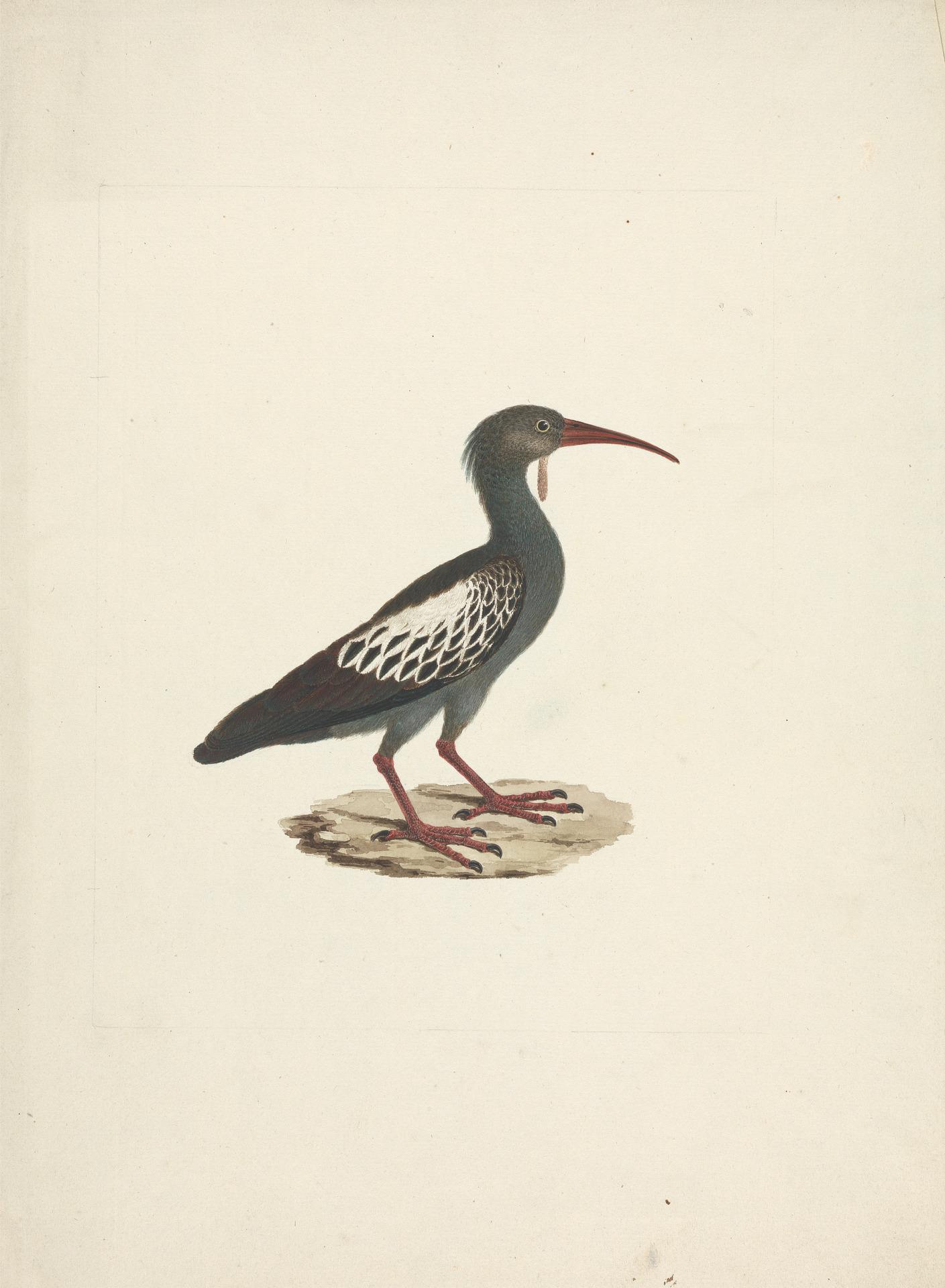 Ibis etiopský
