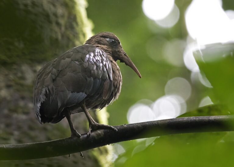 Ibis svatotomášský (Bostrychia bocagei)