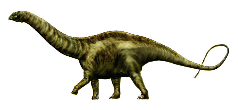 Apatosaurus (Apatosaurus)
