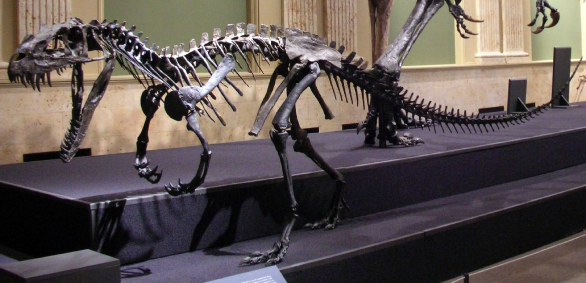Ceratosaurus