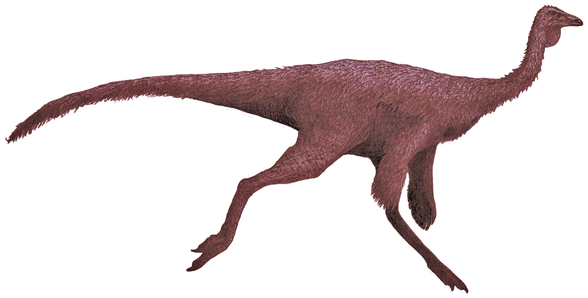 Ornithomimus