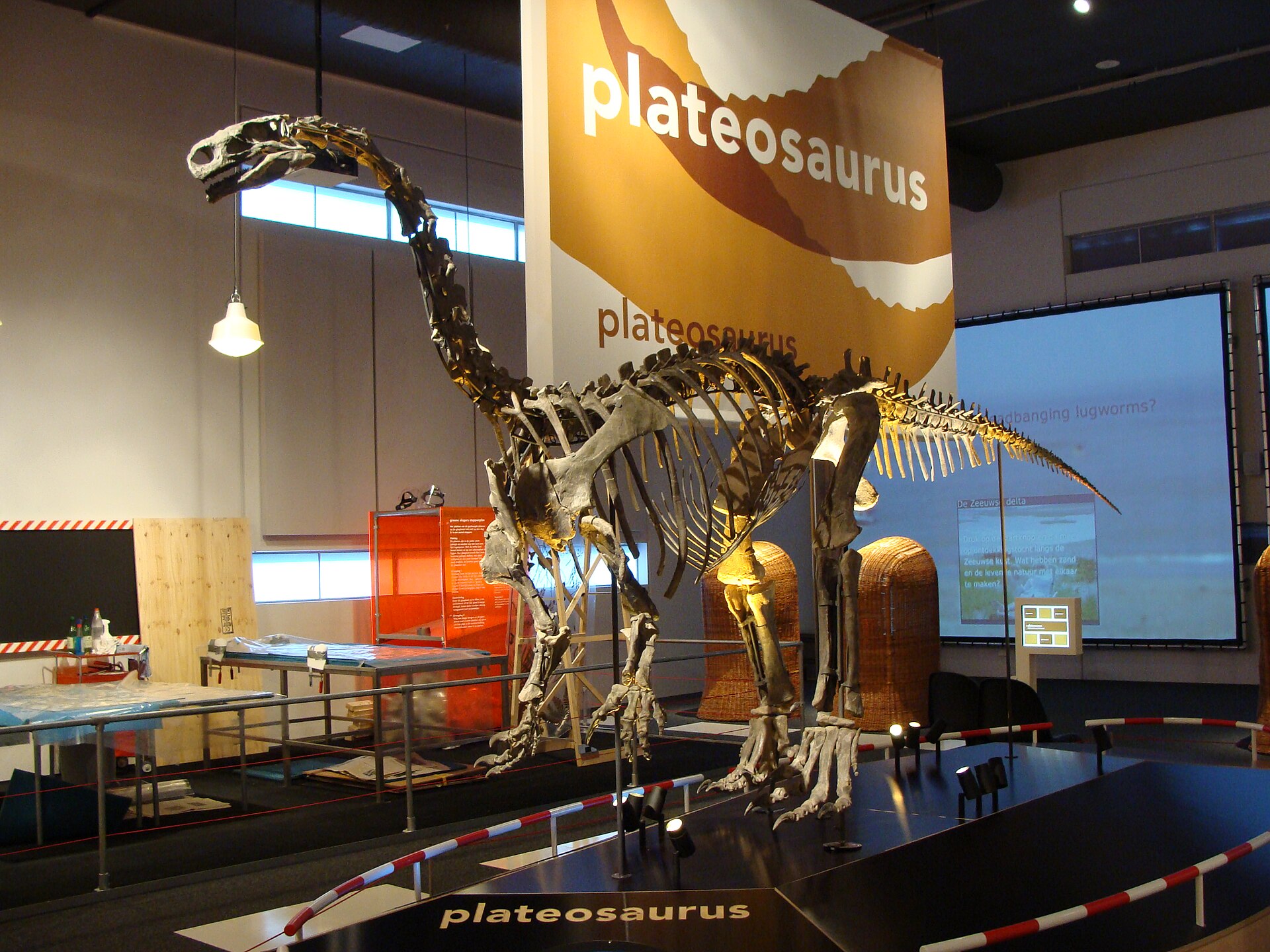 Plateosaurus
