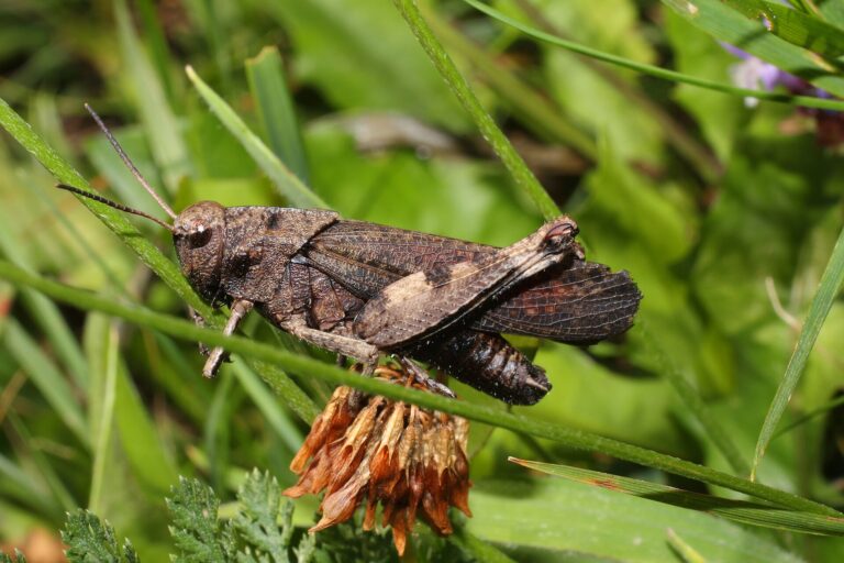 Saranče vrzavá (Psophus stridulus)