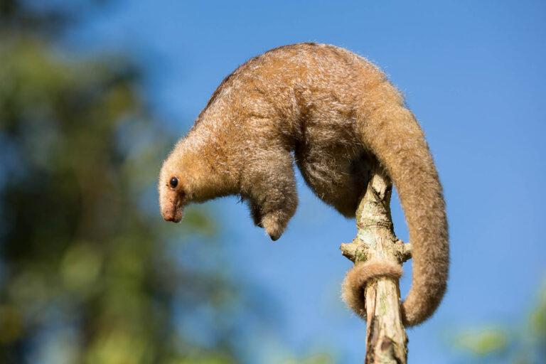 Mravenečník dvouprstý (Cyclopes didactylus)