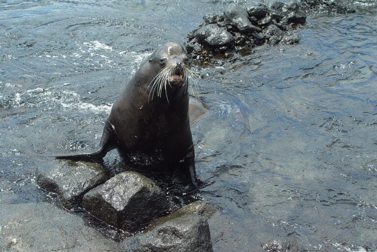 Lachtan mořský (Zalophus wollebaeki)