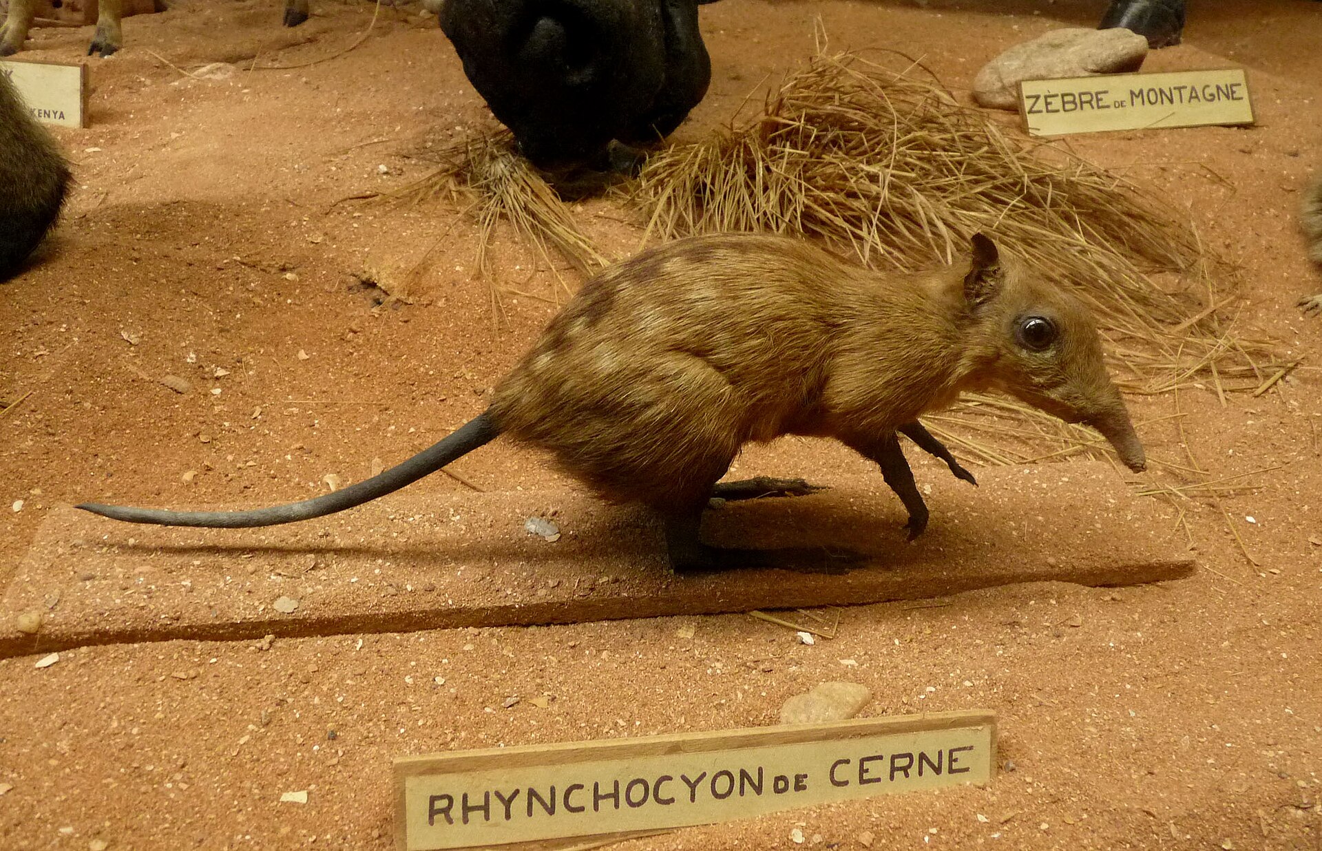 Bércoun skvrnitý