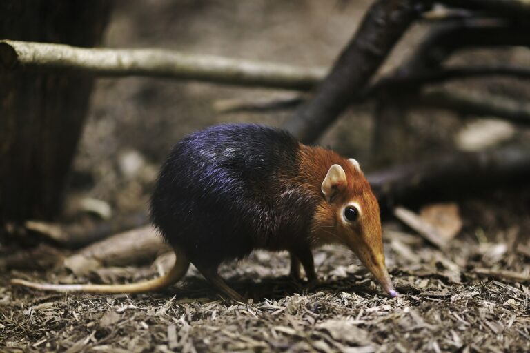 Bércoun petersův (Rhynchocyon petersi)