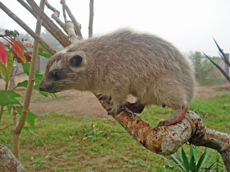 Daman pralesní (Dendrohyrax dorsalis)
