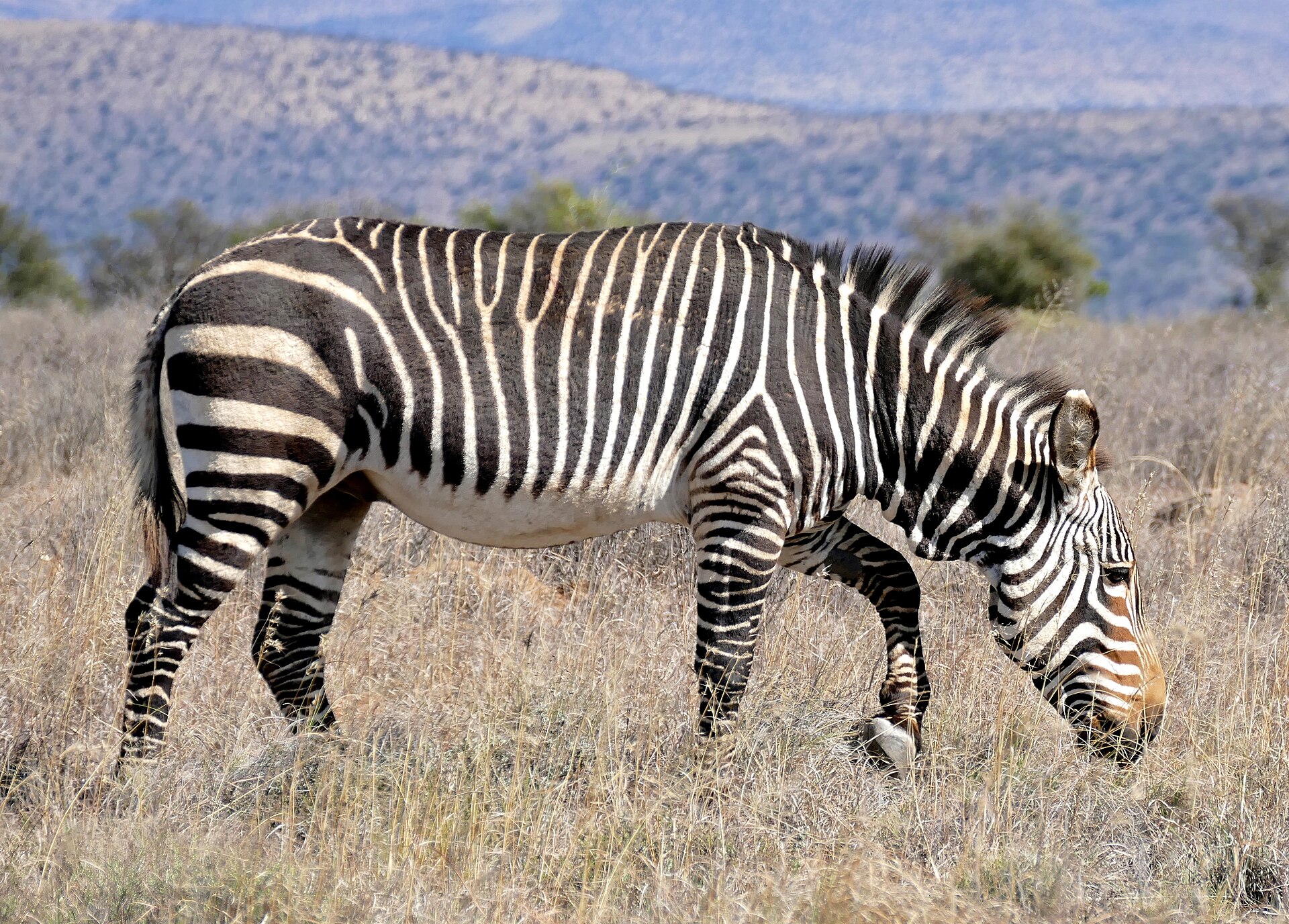 Zebra kapská
