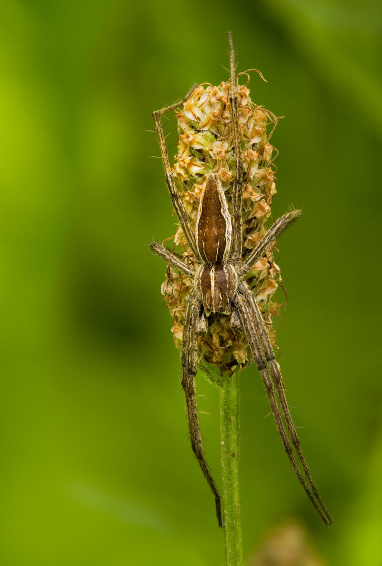 Lovčík hajní (Pisaura mirabilis)