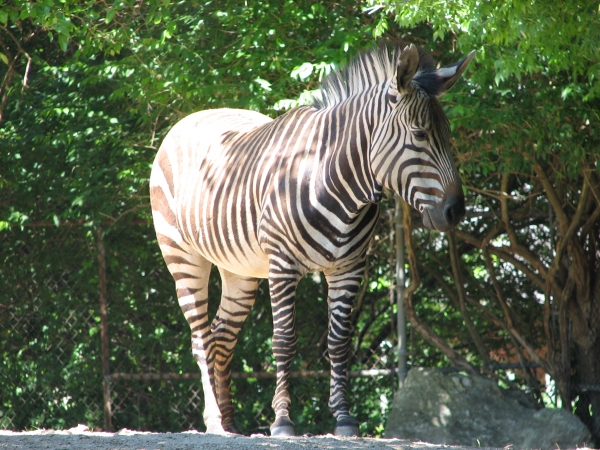 Zebra horská