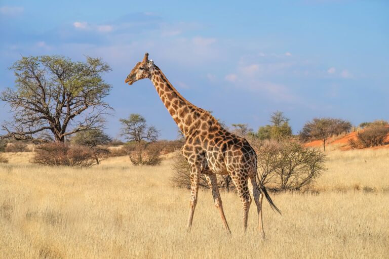 Žirafa angolská (Giraffa giraffa angolensis)