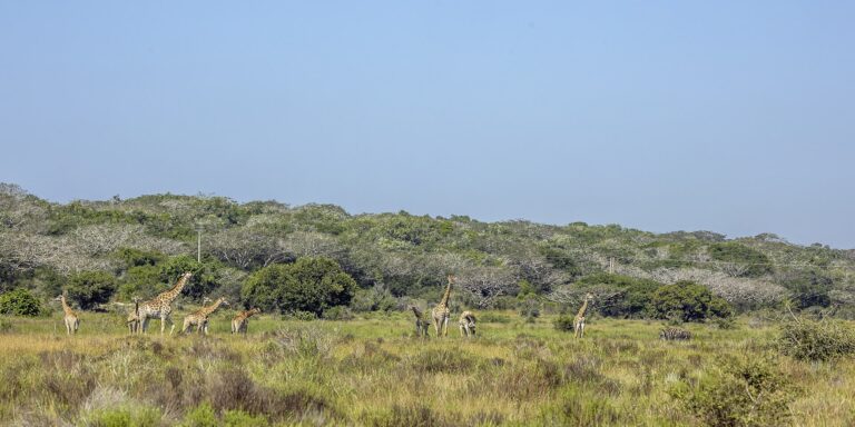 Žirafa kapská (Giraffa camelopardalis giraffa)
