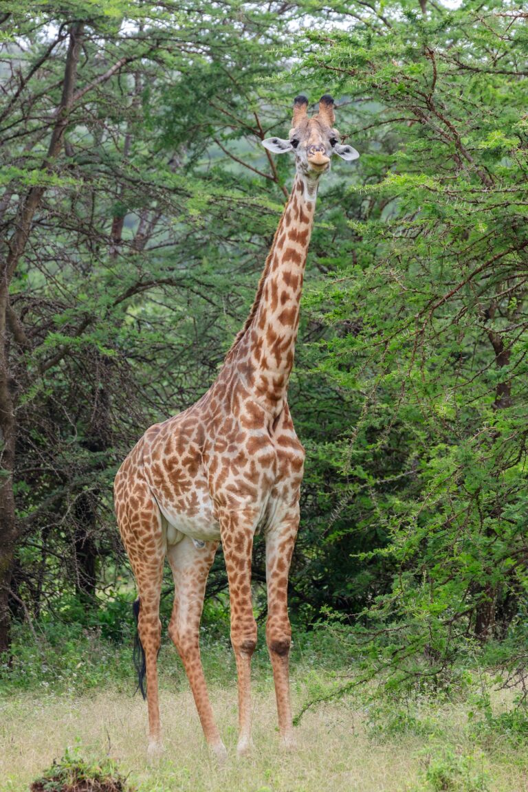 Žirafa masajská (Giraffa camelopardalis tippelskirchi)
