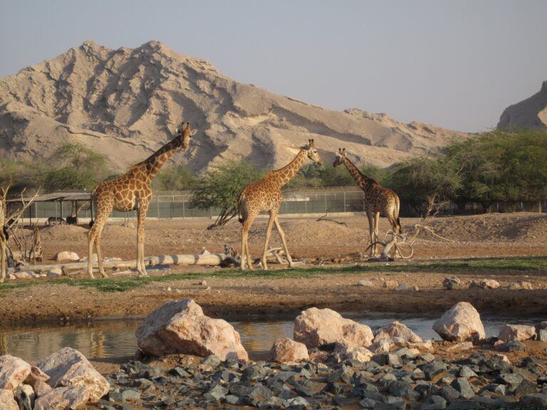 Žirafa núbijská (Giraffa camelopardalis camelopardalis)