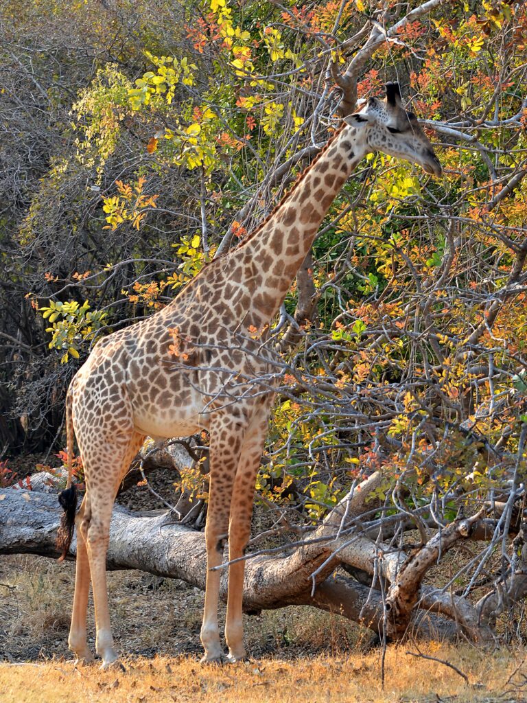 Žirafa zambijská Žirafa zambijská (Giraffa camelopardalis thornicrofti)