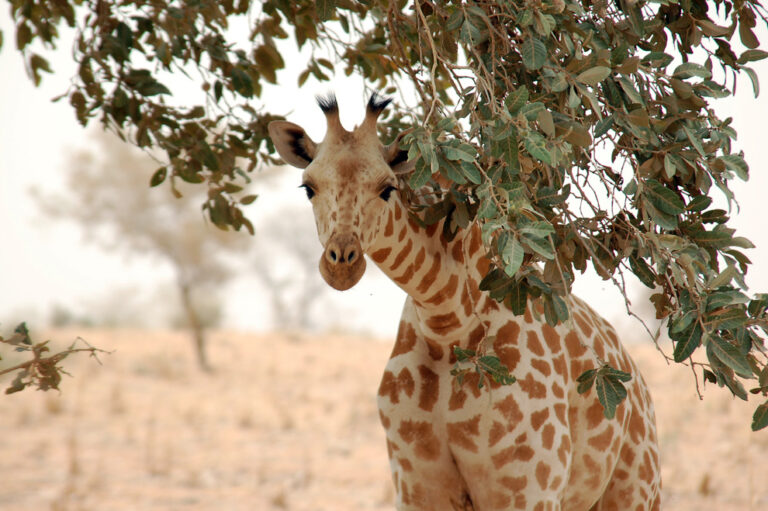 Žirafa západoafrická (Giraffa camelopardalis peralta)