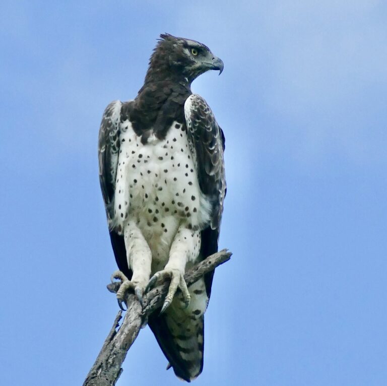 Orel bojovný (Polemaetus bellicosus)