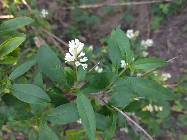 Ptačí zob obecný (Ligustrum vulgare)