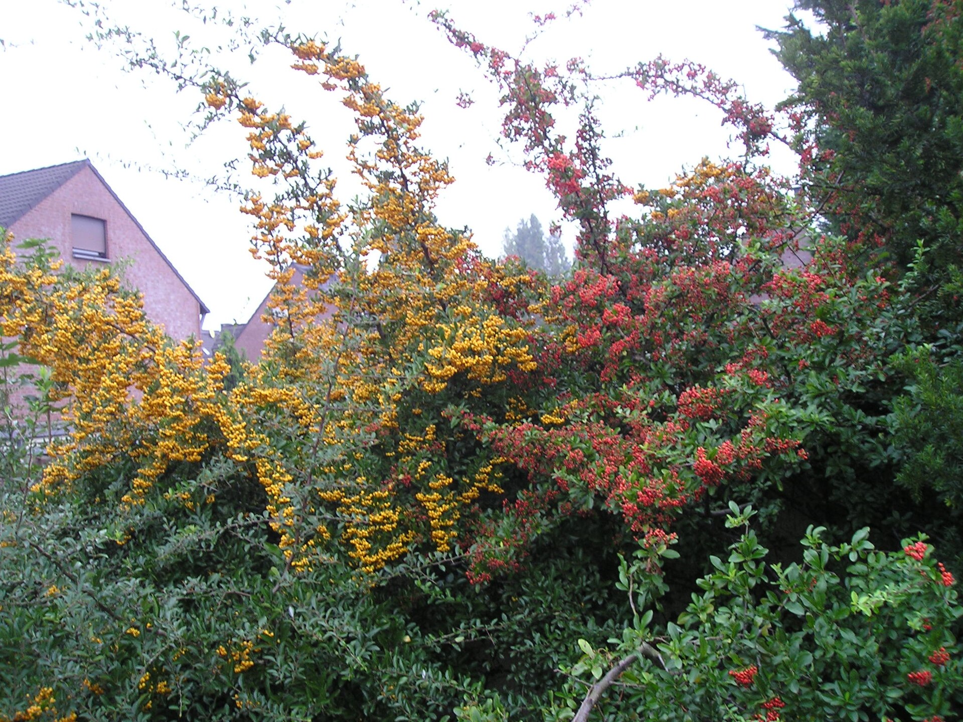 Hlohyně šarlatová