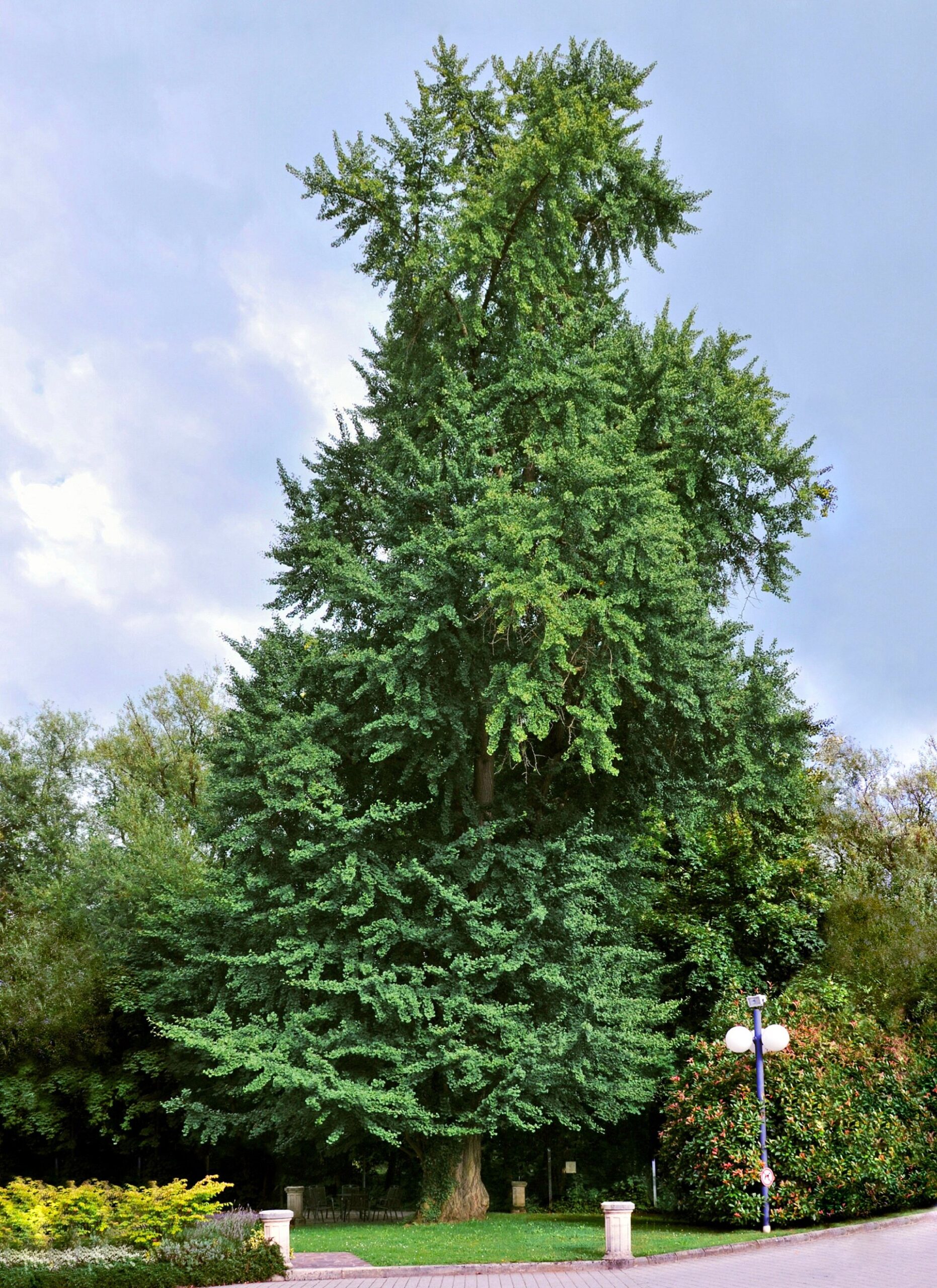 Jinan dvoulaločný