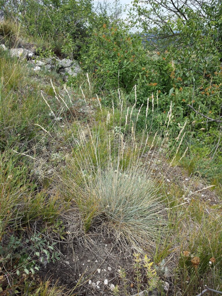 Kostřava sivá (Festuca pallens)