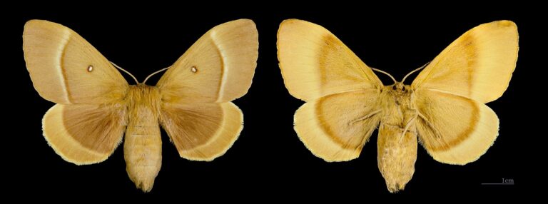 Bourovec dubový (Lasiocampa quercus)