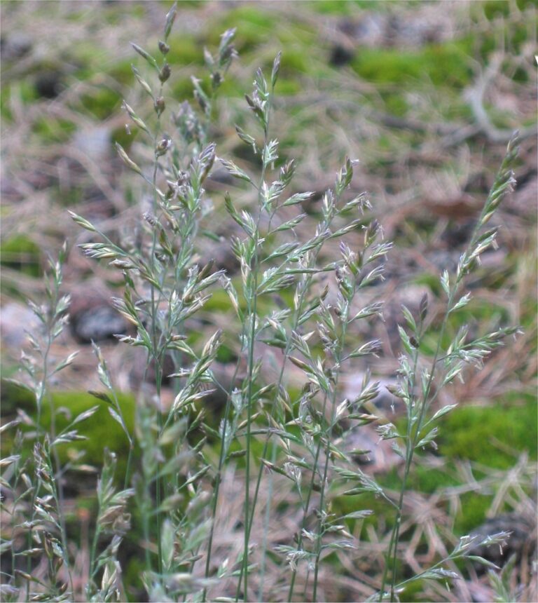 Kostřava ovčí (Festuca ovina)