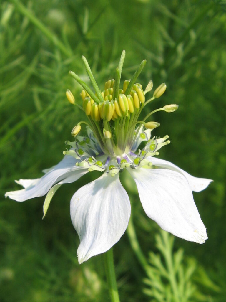Černucha setá Černucha setá (Nigella sativa)